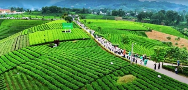 Festival Trà Quốc tế - Thái Nguyên năm 2026: Lan tỏa bản sắc, kết nối phát triển